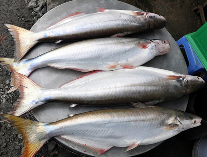 Thu tiền tỷ nhờ nuôi cá bống lau 